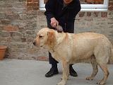 LABRADOR - BROSSAGE 070